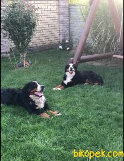 BERNESE MOUNTAIN DOG YAVRUMUZ SİZLERLE 2