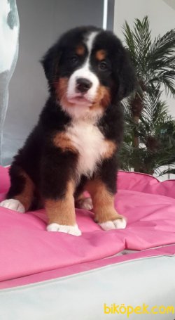 Bernese Mountaın Yavruları 5