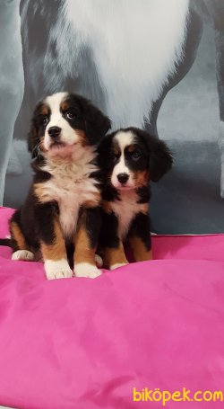 Bernese Mountaın Yavruları 1