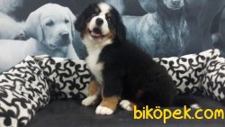 Bernese Mountaın Yavruları 4