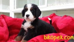 Bernese Mountaın Yavruları 2