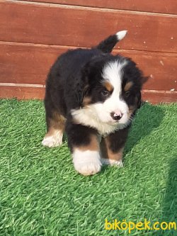 Bernese Yavruları 3