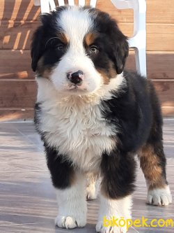 Bernese Yavruları 2