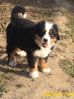 Bernese Yavruları Sağlık Ve Irk Garantili 2