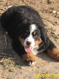Bernese Yavruları Sağlık Ve Irk Garantili 4