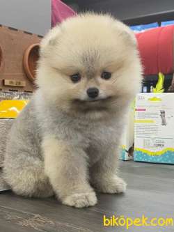 Best Of Pom MUNCH 3