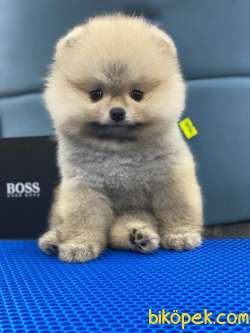 Best Of Pom MUNCH 1