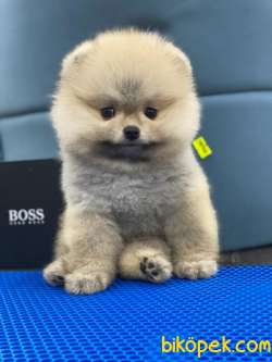 Best Of Pom MUNCH 4