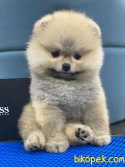 Best Of Pom MUNCH 2