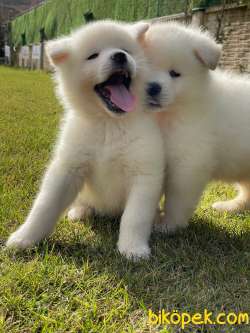 Safkan Orjınal Beyaz Akita Yavrularımız 5