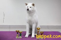 Beyaz Akita İnu Yavrularimiz 1