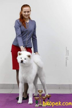 Beyaz Akita İnu Yavrularimiz 3