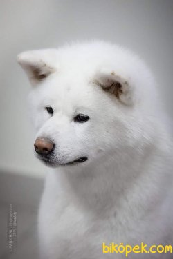 Beyaz Akita İnu Yavrularimiz 2