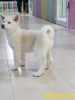 Beyaz Akita İnu Yavrularimiz 5