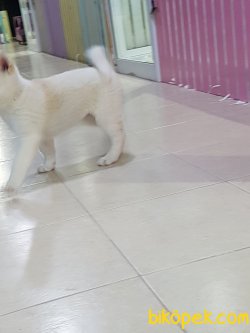 Beyaz Akita İnu Yavrularimiz 4