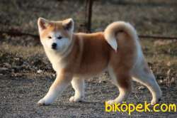 Ust Kalite Akita Yavrulari 3