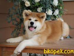 Japon Akita Yavruları Sağlık Ve Irk Garantili 5