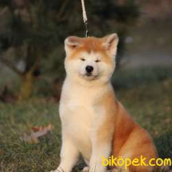 Japon Akita Yavruları Sağlık Ve Irk Garantili 2