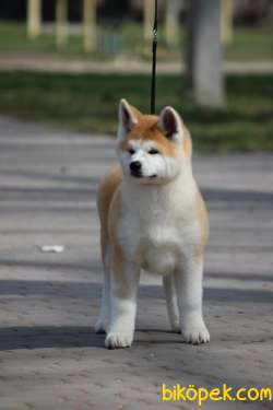 Japon Akita Yavruları Sağlık Ve Irk Garantili