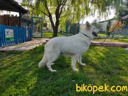 Beyaz Alman Çoban Köpeği 2