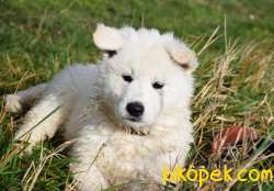 BEYAZ ALMAN KURDU YAVRULARI 4