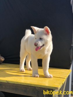 Beyaz Amerikan Akita 3