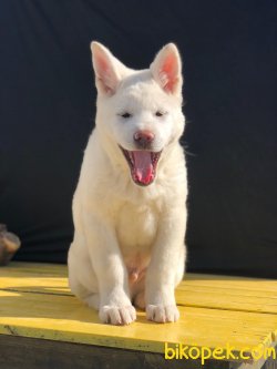 Beyaz Amerikan Akita 1
