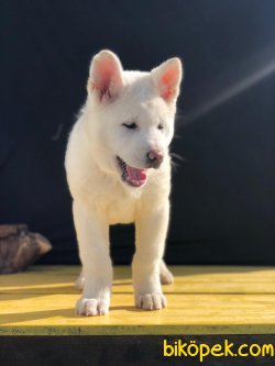 Beyaz Amerikan Akita 5