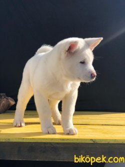 Beyaz Amerikan Akita 4