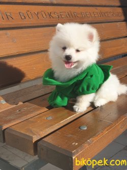 Boo  Teddy Bear 1