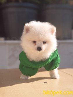 Boo  Teddy Bear 3
