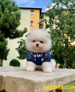 Beyaz Boo Pomeranian Yavrular 2