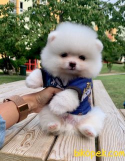 Beyaz Boo Pomeranian Yavrular 1