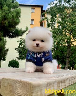 Beyaz Boo Pomeranian Yavrular 3