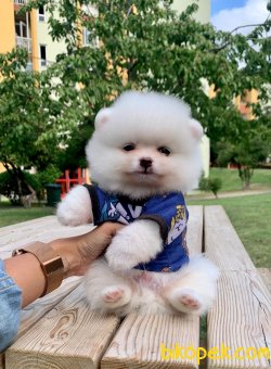 Beyaz Boo Pomeranian Yavrular 4