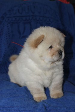 Beyaz Chow Chow Yavruları 4