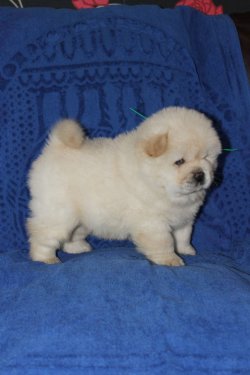 Beyaz Chow Chow Yavruları 2