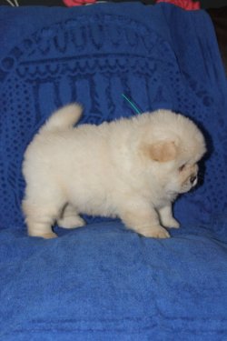 Beyaz Chow Chow Yavruları 3