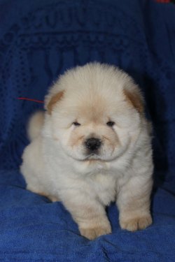 Beyaz Chow Chow Yavruları 1
