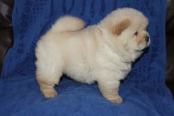 Beyaz Chow Chow Yavruları 5