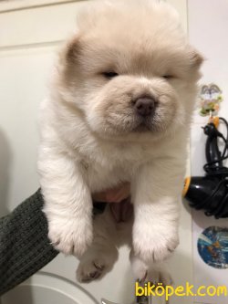 Beyaz Chow Chow Yavruları 4