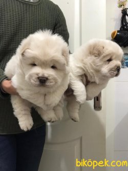 Beyaz Chow Chow Yavruları 3