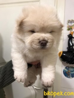 Beyaz Chow Chow Yavruları 5