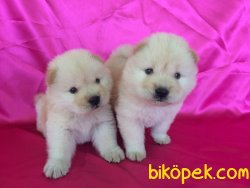 Beyaz Chow Chow Yavruları 2