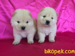 Beyaz Chow Chow Yavruları 1