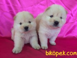 Beyaz Chow Chow Yavruları 5