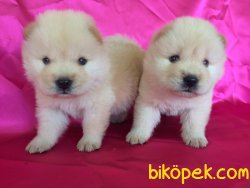 Beyaz Chow Chow Yavruları 4