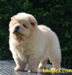 Beyaz Chow Chow Yavrularımız 2