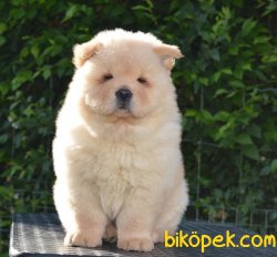 Beyaz Chow Chow Yavrularımız 5
