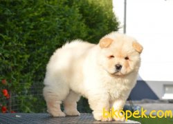Beyaz Chow Chow Yavrularımız 3